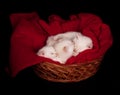 Three kittens sleeping in a basket Royalty Free Stock Photo