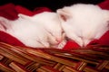 Three kittens sleeping in a basket Royalty Free Stock Photo