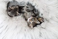 Three kittens sleeping Royalty Free Stock Photo