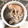 Three kittens sleeping shaping a circle in a white flower pot Royalty Free Stock Photo