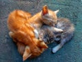 Three kittens sleeping together. tenderness concept Royalty Free Stock Photo