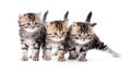 Three kittens striped tabby isolated