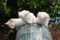 Three Kittens on Top of Garden Fencing Roll Royalty Free Stock Photo