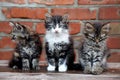 Three kittens on the wall background Royalty Free Stock Photo