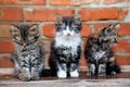 Three kittens on wall background Royalty Free Stock Photo