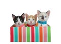 Three kittens wearing collars peeking out of a present box, isolated Royalty Free Stock Photo