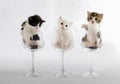 three kittens in wine glasses on a light background