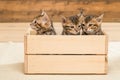 three kittens in a wooden box, closeup portrait Royalty Free Stock Photo