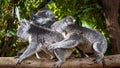 Three koalas moving along a branch holding each other Royalty Free Stock Photo