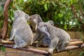 Three koalas looking at something interesting