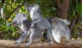 Three koalas sitting side by side on a branch Royalty Free Stock Photo