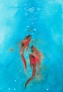 Three koi carp fish in light blue water swim up to the surface. Watercolor hand painting, symbol of good luck and prosperity Royalty Free Stock Photo