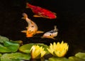 Three koi carp fish and two water lilies and pads in a tranquil pond. The fish are orange, gold and silver colours Royalty Free Stock Photo