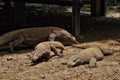 Two Female and one large Male Komodo Dragons, seen on Komodo Island, Indonesia