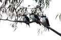 Three Kookaburras on a Tree Limb Royalty Free Stock Photo