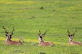 Three Kudus resting in the field. Addo Elephant National Park, South Africa. Royalty Free Stock Photo