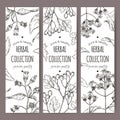 Three labels with belladonna, quinine or Jesuit bark and common hawthorn sketch. Royalty Free Stock Photo