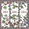 Three labels with Hawthorn, Blackthorn and Garden Strawberry branch color sketch. Berry fruits series. Royalty Free Stock Photo