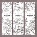 Three labels with Hawthorn, Blackthorn and Garden Strawberry branch sketch. Berry fruits series.