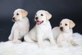 Three Labrador puppies