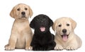 Three Labrador puppies, 7 weeks old