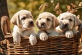 Three labrador puppies in a basket