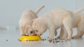 Three labrador puppy eat a dry food in a yellow bowl on a floor