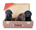 Three labrador puppy in suitcase
