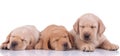 Three labrador retriever dogs sleeping next to each other tired Royalty Free Stock Photo