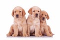 Three labrador retriever puppy dogs sitting Royalty Free Stock Photo
