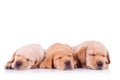 Three labrador retriever puppy dogs sleeping Royalty Free Stock Photo