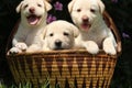 Three cute white puppies in woven basket Royalty Free Stock Photo