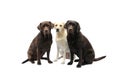 Three labradors Royalty Free Stock Photo