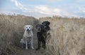 Three labradors in a barley field