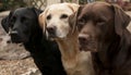 Three labradors