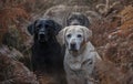 Three labradors in the colourful autumn forest