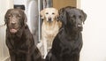 Three labradors Royalty Free Stock Photo
