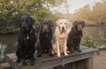 Three labradors Royalty Free Stock Photo