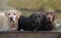 Three labradors Royalty Free Stock Photo