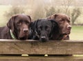 Three labradors