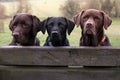 Three labradors