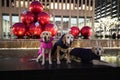 Three Labradors in front of Christmas decorations during Holidays Season in Manhattan