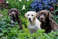 Three labradors