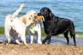 Three labradors at the sea playing with a ball