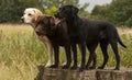 Three labradors