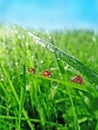 Three ladybirds on a gass