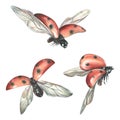 Three ladybugs in flight from different angles. Watercolor illustration. Isolated objects. set on a white background