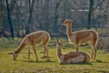 Three lamas on pasture