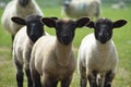 Three lambs in the field Royalty Free Stock Photo