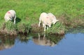 Three lambs, grassy bank with reflections in water